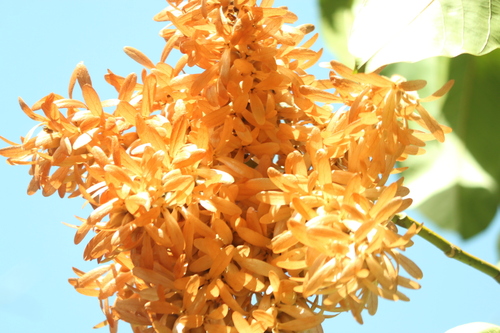 Triplaris americana, photograph 3