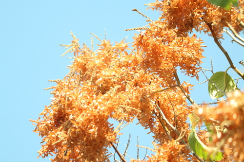 Triplaris americana, photograph 5