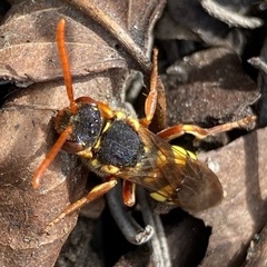 Nomada