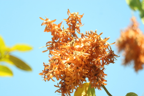 Triplaris americana, photograph 1