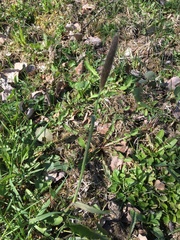 Alopecurus pratensis