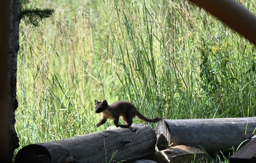 Pacific Marten