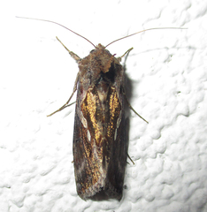 Chrysodeixis acuta