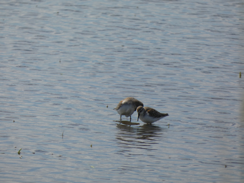 Western Sandpiper