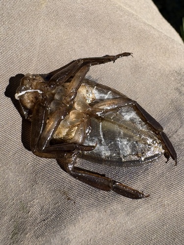 iNaturalist observation photo of American Giant Water Bug
