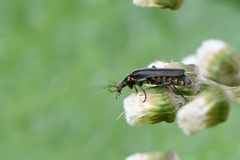 Cantharis obscura