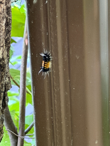 Spotted Tussock Moth