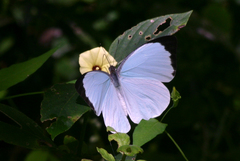 Nepheronia thalassina