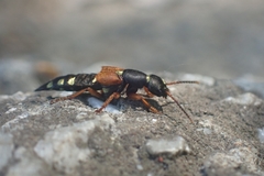 Staphylinus erythropterus