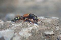 Staphylinus erythropterus