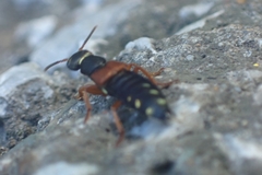 Staphylinus erythropterus