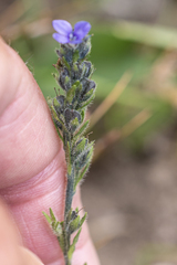 Veronica wormskjoldii, photograph author not stated, no rights reserved