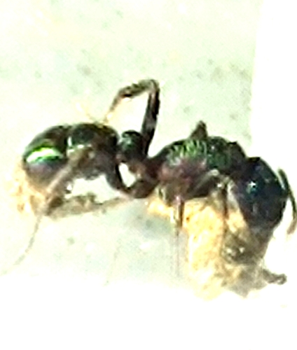 Green-head Ant