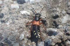 Staphylinus erythropterus