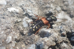 Staphylinus erythropterus