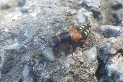 Staphylinus erythropterus