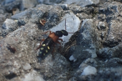 Staphylinus erythropterus