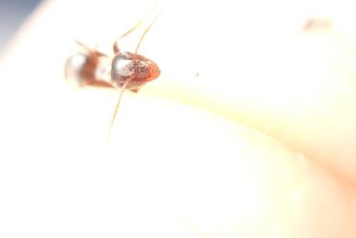 Black Garden Ant