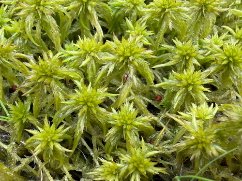Sphagnum majus observed 2026-08-21