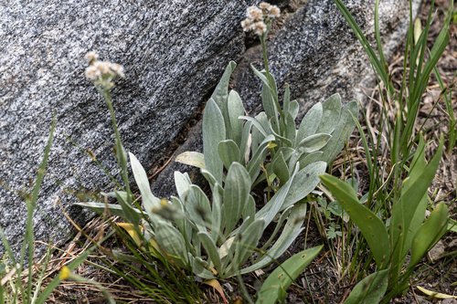 Antennaria lanata