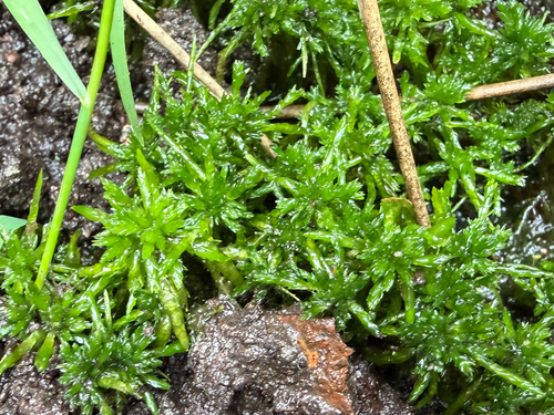 Sphagnum inundatum observed 2026-08-21