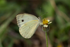 Dixeia doxo parva
