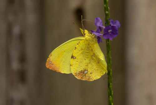 Autumnleaf Vagrant