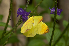 Afrodryas leda