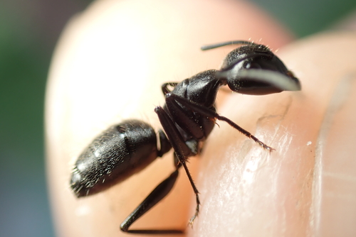 Hairy Carpenter Ant