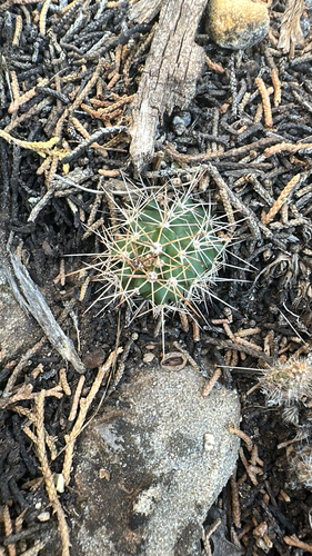 Mojave Kingcup Cactus