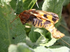 Arctia aulica