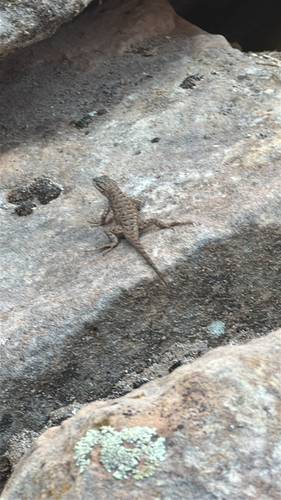 Plateau Fence Lizard