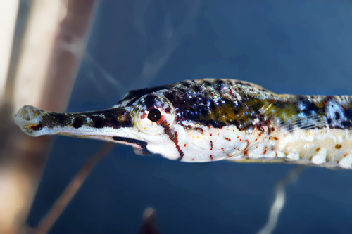 Tiger pipefish (Filicampus tigris) — Syngnathidae — 3