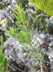 Euryops spathaceus