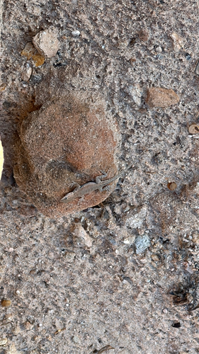 Common Side-blotched Lizard