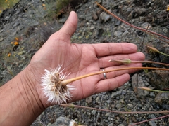 Microseris douglasii