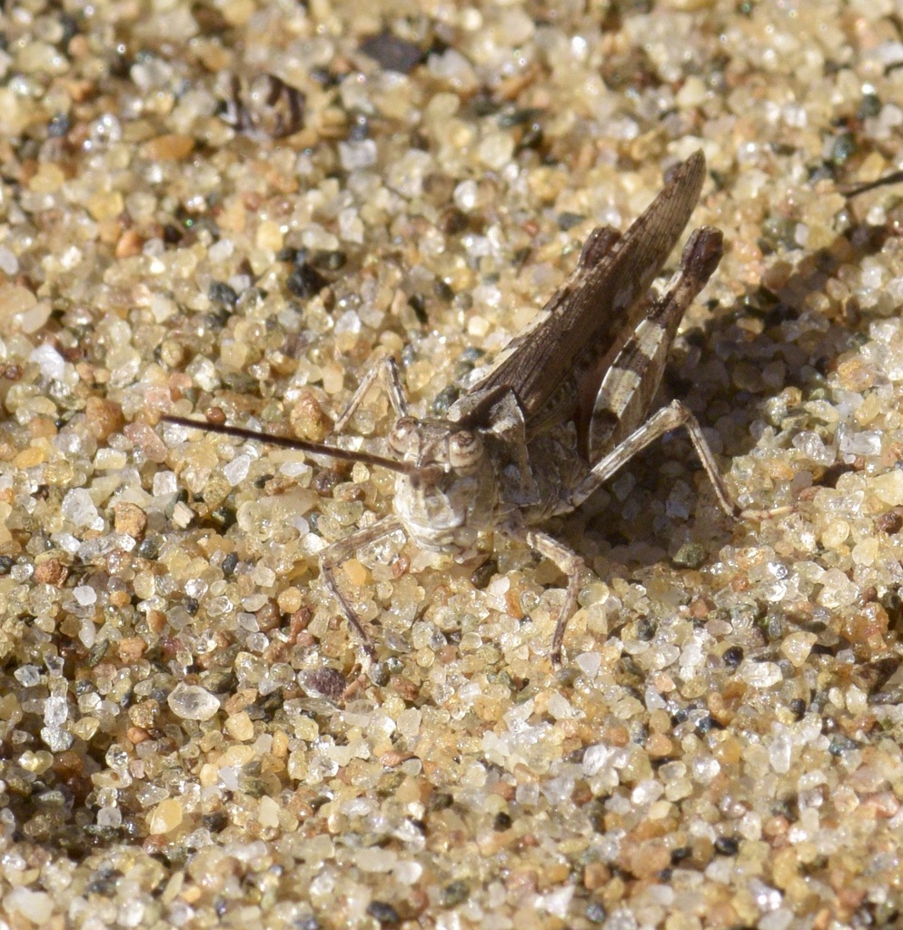 Longhorn Band-wing Grasshopper