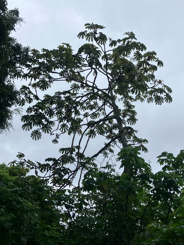Cecropia obtusifolia, photograph 3