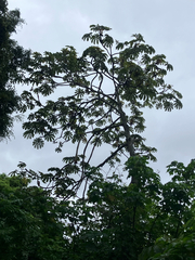Cecropia obtusifolia, photograph (c) River Ahlquist, some rights reserved (CC BY)