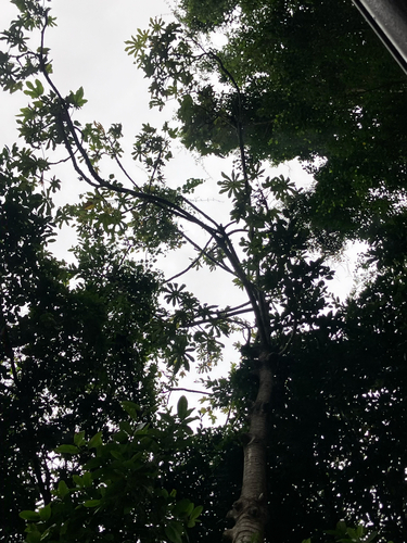 Cecropia obtusifolia, photograph 5