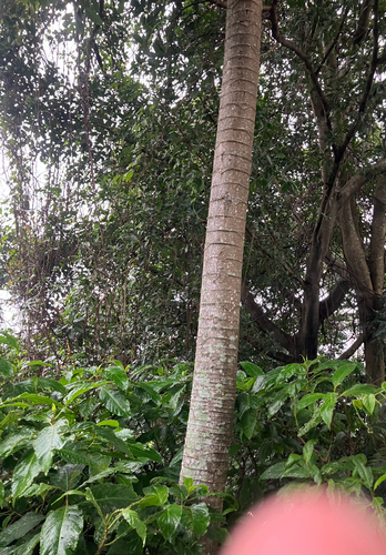 Cecropia obtusifolia, photograph 4
