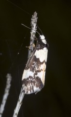 Philenora elegans