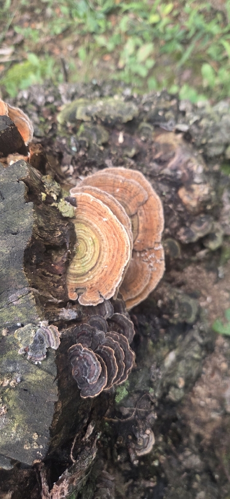 Gilled Polypore · August 2026 · photo: Photo: (c) kirk gardner, some rights reserved (CC BY) · iNaturalist