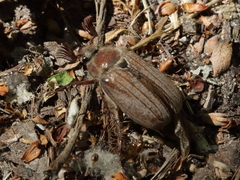 Melolontha hippocastani