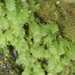 Luminous Moss - Photo (c) Stefan Gey, some rights reserved (CC BY-NC), uploaded by Stefan Gey