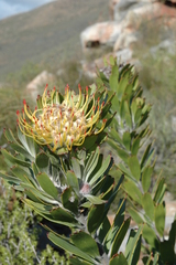 author not stated, no rights reserved Leucospermum utriculosum, photograph author not stated, no rights reserved