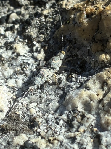iNaturalist observation photo of Machiloides