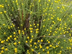 Santolina chamaecyparissus