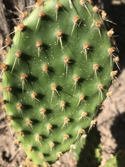 Opuntia puberula