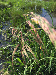 Zizaniopsis miliacea